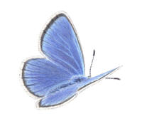 Alkonbl�vinge (Maculinea alcon)