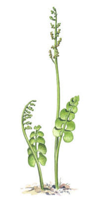 Nr.74 L�sbr�ken (Botrychium lunaria)