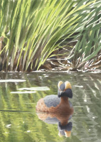 Nr.757 Svarthakedopping (Podiceps auritus)
