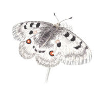 Nr.758 Apollofj�ril (Parnassius apollo)
