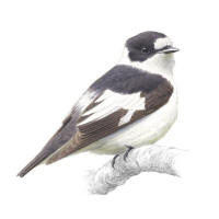 Nr.759 Halsbandsflugsnappare (Ficedula albicollis)
