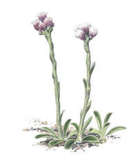 Nr.75