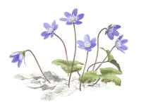 Nr.760 Bl�sippa (Hepatica nobilis)