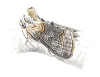 Nr.764 Tulk�rtsfly (Abrostola asclepiadis)