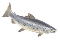 Nr.765 �ring (Salmo trutta)