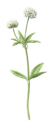 Nr.766 Backkl�ver (Trifolium montanum)