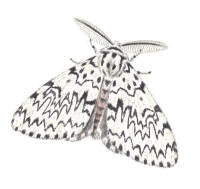 Nr.767 Barrskogsnunna (Lymantria monacha)