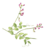 Nr.768 Buskvicker (Vicia dumetorum)