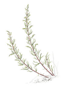 Nr.769 F�ltmal�rt (Artemisia campestris)