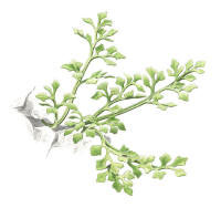 Nr.771 Murruta (Asplenium ruta-muraria)