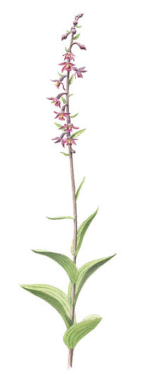Nr.772 Purpurknipprot (Epipactis atrorubens)