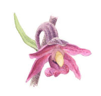 Nr.773 Purpurknipprot (Epipactis atrorubens)