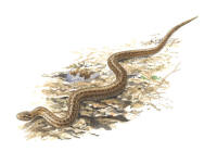  nr.774 hasselsnok (coronella austriaca)