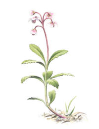 Nr.776 Ryl (Chimaphila umbellata)