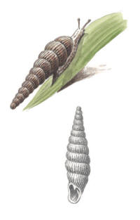 Nr.778 Klubbspolsn�cka (Clausilia pumila)