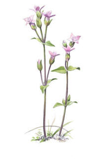 Nr.77 F�ltgentiana (Gentianella campestris)