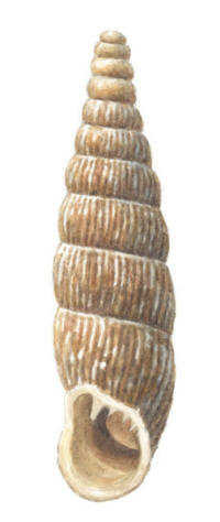 Nr.780 M�ngtandspolsn�cka (Macrogastra plicatula)