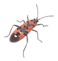 Nr.781 Riddarskinnbagge (Lygaeus equestris)