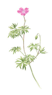 Nr.782 Blodn�va (Geranium sanguineum)