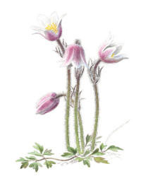 Nr.783 Mosippa (Anemone vernalis)