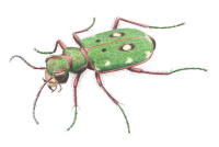 Nr.784 Gr�n sandj�gare (Cicindela campestris)
