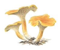 Nr.785 Orange kantarell (Cantharellus friesii)