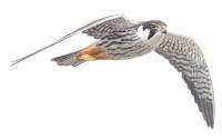 Nr.788 L�rkfalk (Falco subbuteo)