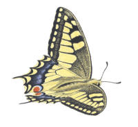 Nr.789 Makaonfj�ril (Papilio machaon)