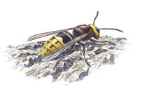 Nr.78 B�lgeting (Vespa crabo)