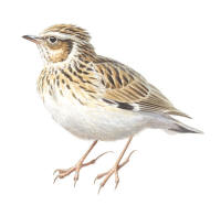 Nr.791 Tr�dl�rka&nbsp;(Lullula arborea)