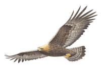 Nr.792 Kungs�rn (Aquila chrysaetos)