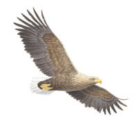Nr. 793 Havs�rn (Haliaeetus albicilla)