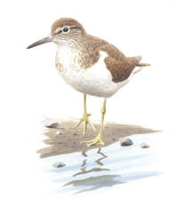 Nr.794 Drillsn�ppa (Actitis hypoleucos)