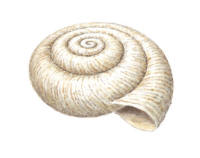 Nr.796 Gotl�ndsk alvarsn�cka (Xerocrassa/Trochoidea geyeri)