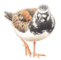 Nr.798 Roskarl (Arenaria interpres)