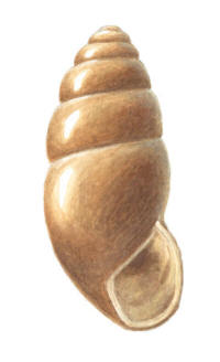 Nr.799 St�rre agatsn�cka (Cochlicopa-nitens)