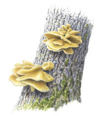Nr.79 Svavelticka (Laetiporus sulphureus)