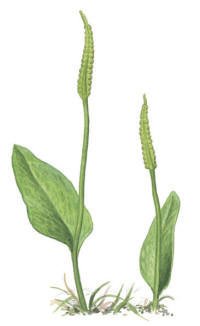 Nr.7 Ormtunga (Ophioglossum vulgatum)