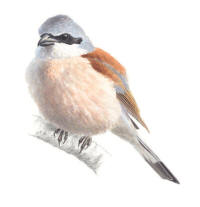 Nr.800 T�rnskata (Lanius collurio)