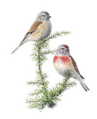 Nr.80 H�mpling (Carduelis cannabina)