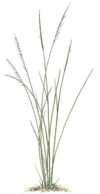 Nr.8 Stagg (Nardus stricta)